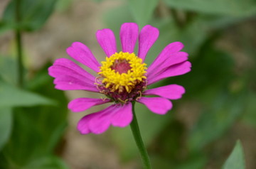 百日菊