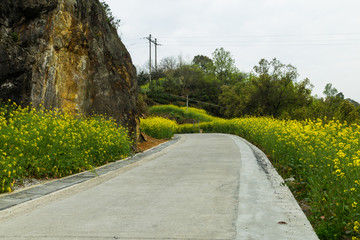 油菜花