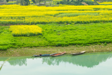 油菜花