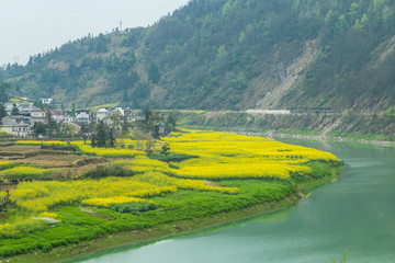 油菜花