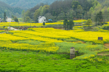 油菜花