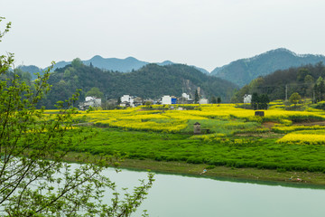 油菜花