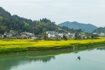 油菜花