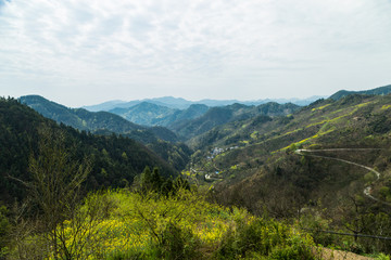 油菜花