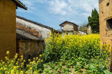 油菜花