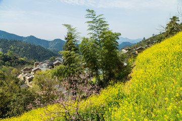 油菜花