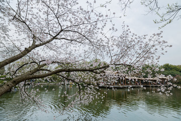 花港观鱼