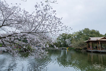 花港观鱼