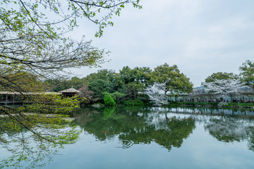 花港观鱼