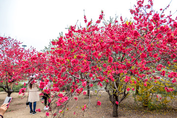 桃花