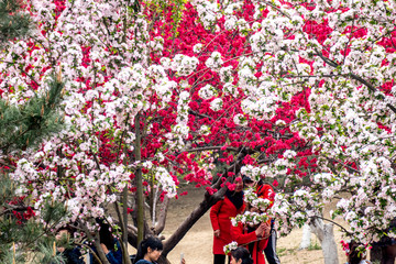 桃花