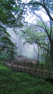 云雾树林