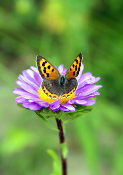 紫色小花上采蜜的蝴蝶