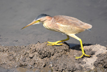 黄苇鳽