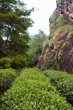 武夷岩茶