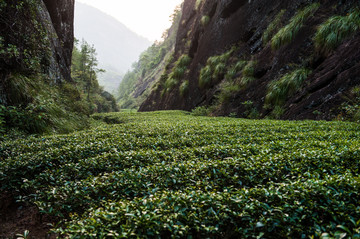 武夷岩茶