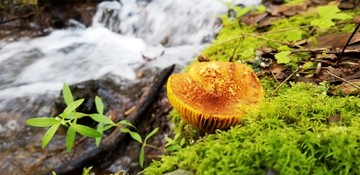 黄色野生菌