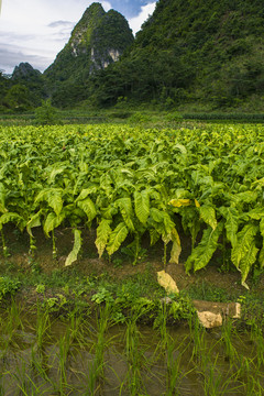 烟草基地