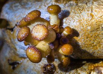 滑子菇种植