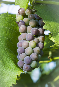 葡萄种植温室