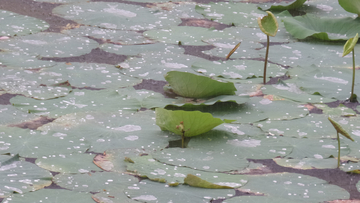 雨荷