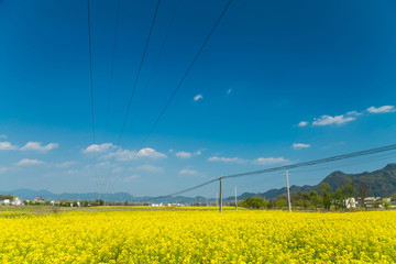 油菜花海