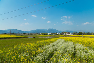 油菜花海