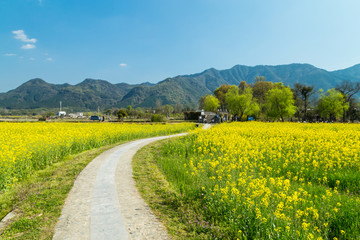 油菜花海