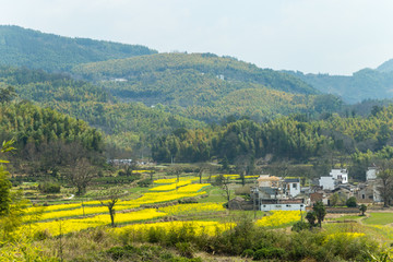 宏村油菜花