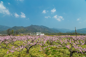 桃花园