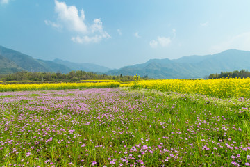 宏村油菜花