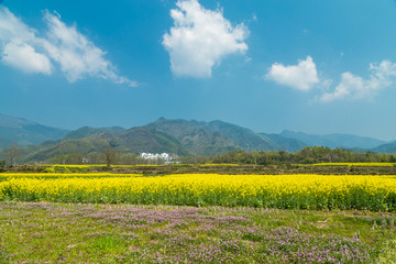 宏村油菜花