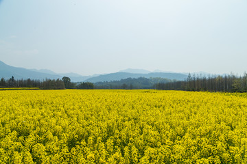 宏村油菜花