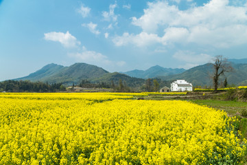 卢村油菜花