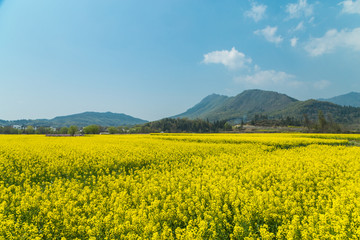 宏村油菜花