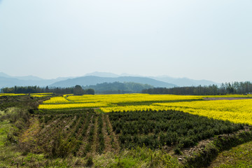 宏村油菜花