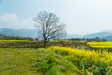 宏村油菜花