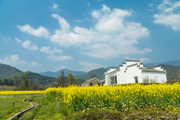 卢村油菜花