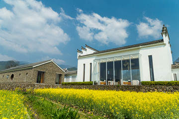 卢村油菜花