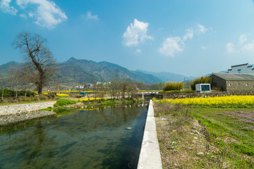 宏村油菜花