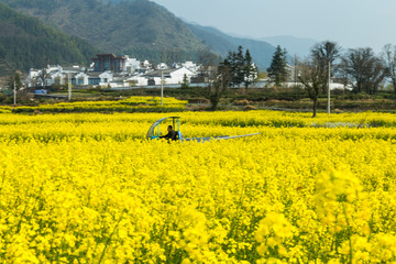 卢村油菜花