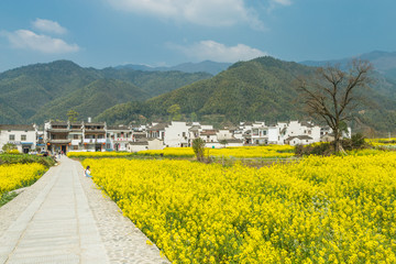 卢村油菜花