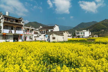 卢村油菜花