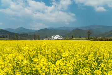 卢村油菜花