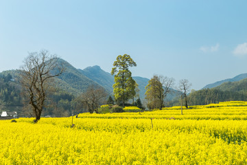 宏村油菜花