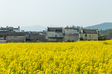 卢村油菜花