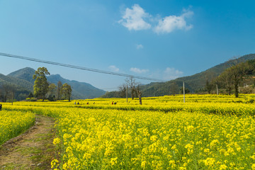 宏村油菜花