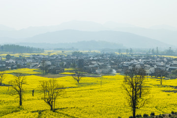 卢村油菜花