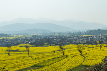 卢村油菜花