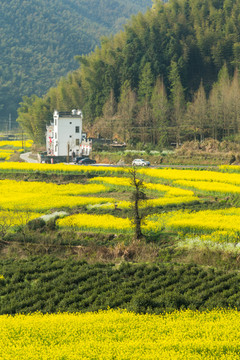 卢村油菜花